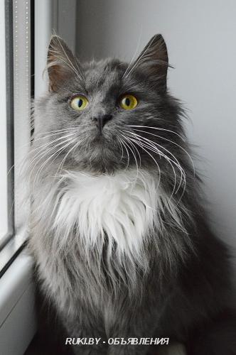 Кот в добрые руки. Брест
