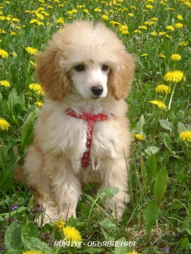 Щенок карликового пуделя. Гомельская область, Речица