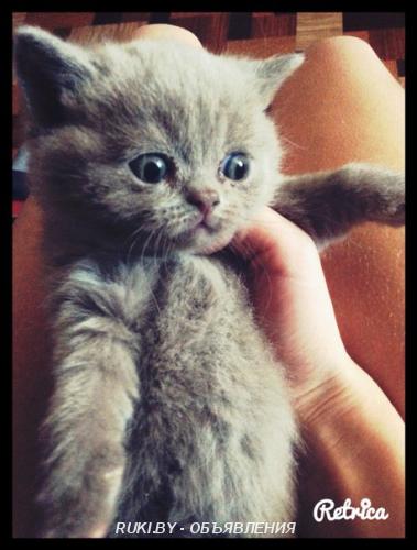 Продам британских котят. Минск