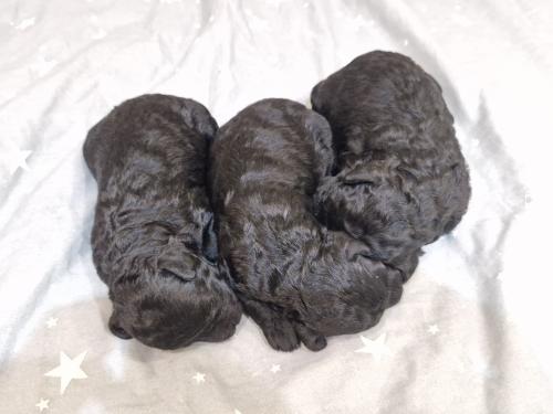 миниатюрный пудель чёрного окраса щенки. Минск