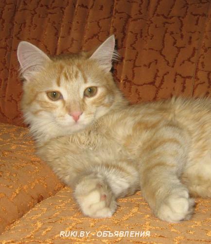 Котик в дар в добрые руки. Гомель