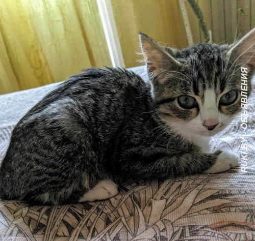 Котёнок в дар. Минск