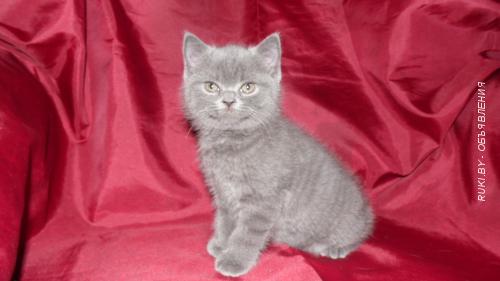 Британский короткошерстный котенок. Минск