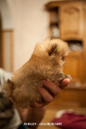 Продам щенков померанского шпица. Гродненская область, Лида