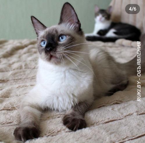 Котенок девочка 5 месяца даром. Минск