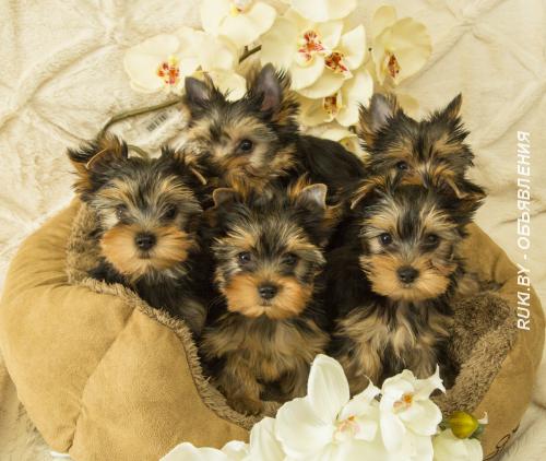 Щенки йоркширского терьера с документами. Минск