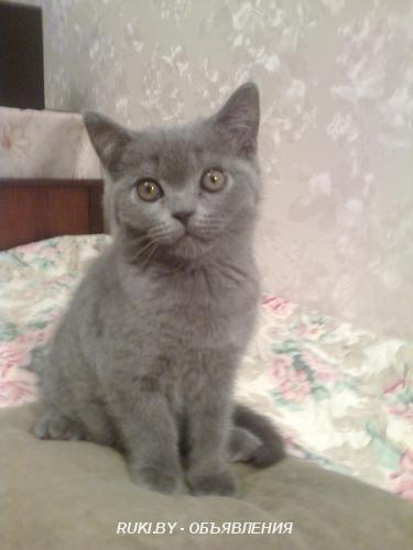 Котята. Минск