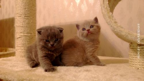 Британские котята, котята скоттиш-фолд. Минск