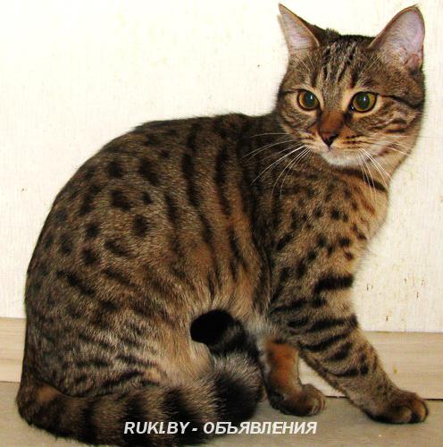 Калифорнийская сияющая кошка. Брестская область, Кобрин