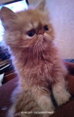 Продаю котят. Минск