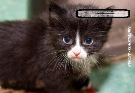 Котенок девочка 1 месяц в дар. Гомель