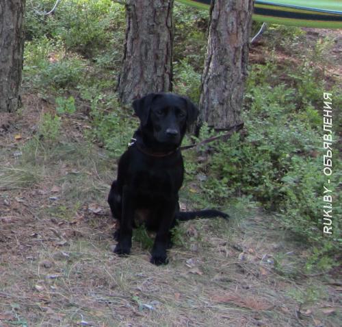 Лабрадор ретривер. Минск