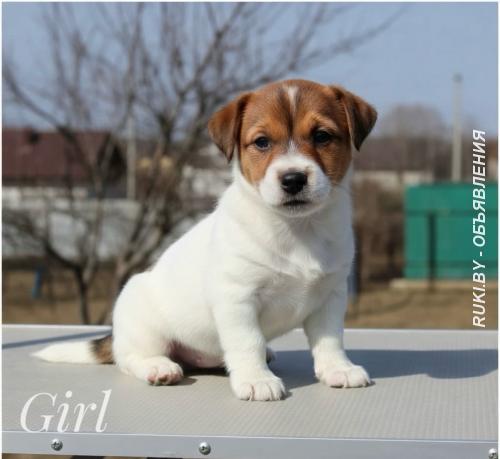 Девочки Джек Рассел из питомника. Минск