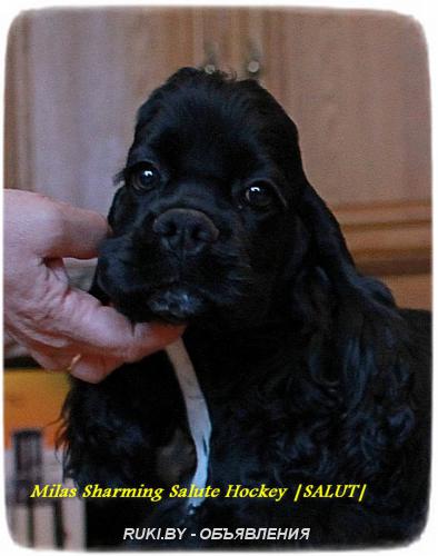 Американский кокер спаниель - щенок. Минск