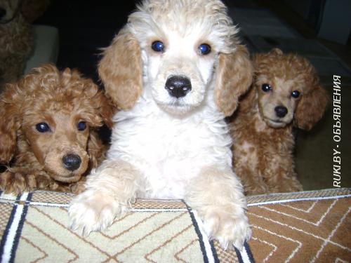 Щенки карликового пуделя. Гомельская область, Речица