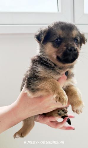 Щенки в добрые руки. Минск
