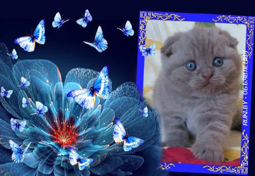 Шотландские котята. Гомельская область, Речица