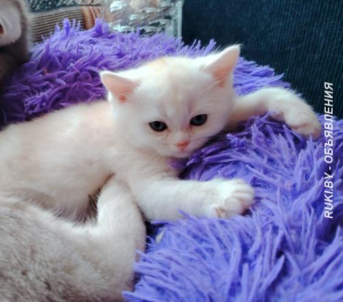 Шотландский котенок, кот.. Минск