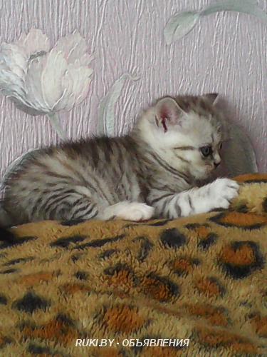 Продам шотландских котят. ... Брестская область, Пинск