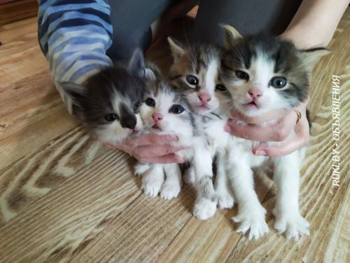 Котята в дар. Минск