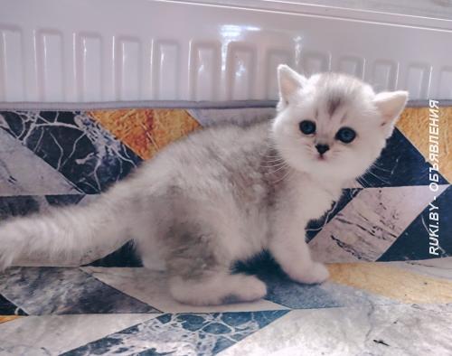 Кошечка. котенок.. Минск