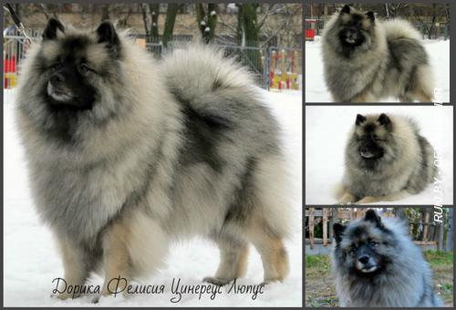 Щенки кеесхонда вольфшпица. Минск