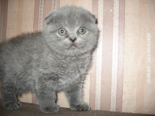 Шотландские вислоухие котята. Минск