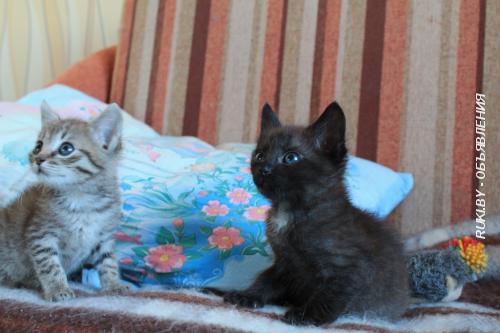 Дарю милейших котят. Минск