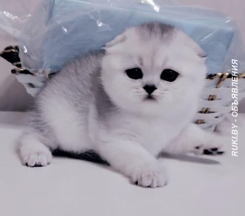 Шотландские котята. открыт резерв.. Минск