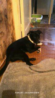 Ищем хозяина щенку или отдадим в добрые руки. Минск