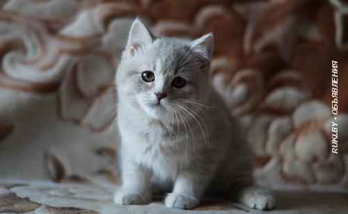 Породистые Британские котята. Могилёв