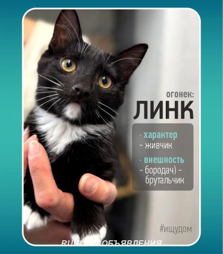 Линк - любопытный, активный, ласковый. Минск