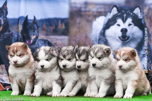 Щенки Аляскинского Маламута. Минск