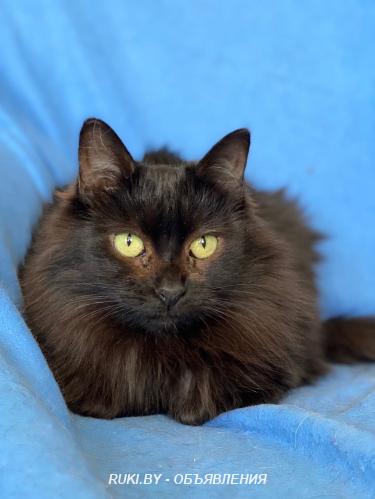 ТАМИЛА жгучая брюнетка.. Минск