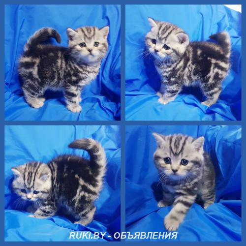 Котенок мраморенок. кошечка шотландская.. Минск