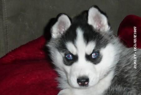Хаски черно-белые голубоглазки. Минск