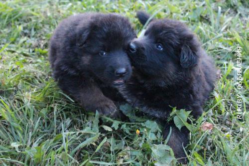 Щенки длинношерстной немецкой овчарки. Минск
