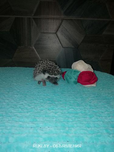 Африканские ежата. Минск