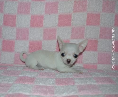 Щенки чихуахуа. Минск