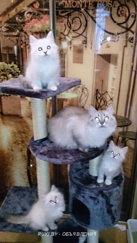 Котята Невские маскарадные. Минск