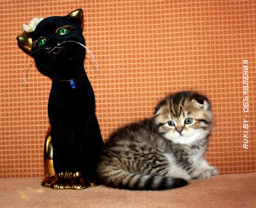 Вислоухие котята. Минск