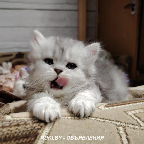 Котенок скоттиш-страйт.. Минск