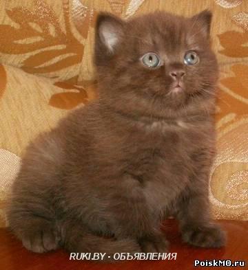 Британочка. Могилевская область, Бобруйск