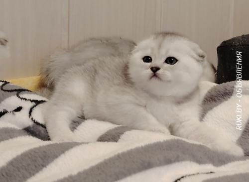Породистые котята.. Минск