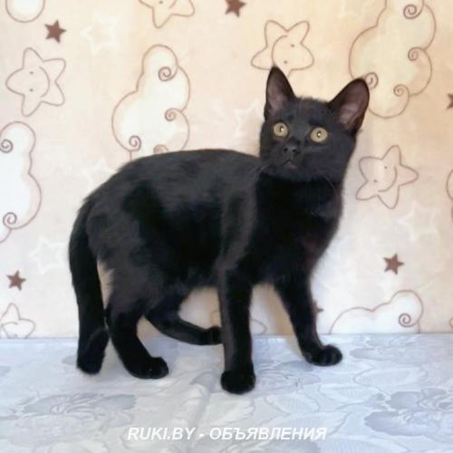 Симба - малыш-уголек. Минск