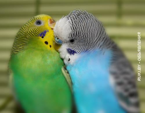 Попугаи волнистые пара. Минск