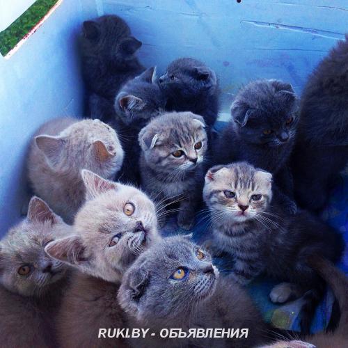 Британские котята. Минск
