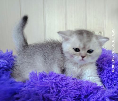 Котенок шиншилленок, шотландский.. Минск