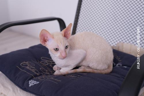 Котенок корниш рекс из питомника CUTIE COIL. Минск