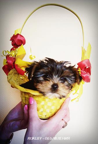 Мини йорки. Гродненская область, Лида